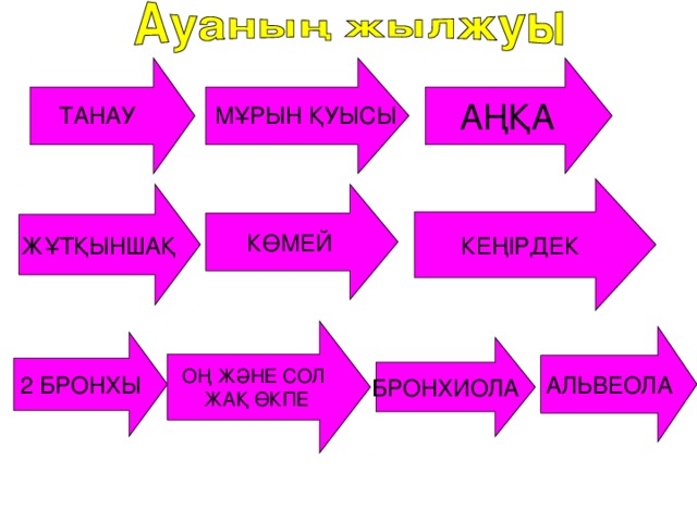 АҢҚА ТАНАУ  МҰРЫН ҚУЫСЫ КЕҢІРДЕК КӨМЕЙ ЖҰТҚЫНШАҚ ОҢ ЖӘНЕ СОЛ ЖАҚ ӨКПЕ АЛЬВЕОЛА 2 БРОНХЫ БРОНХИОЛА