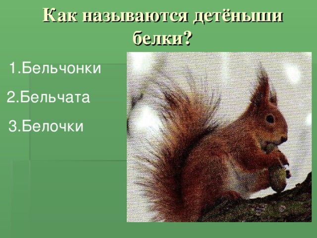 Как называются детёныши белки? 1.Бельчонки  2.Бельчата 3.Белочки