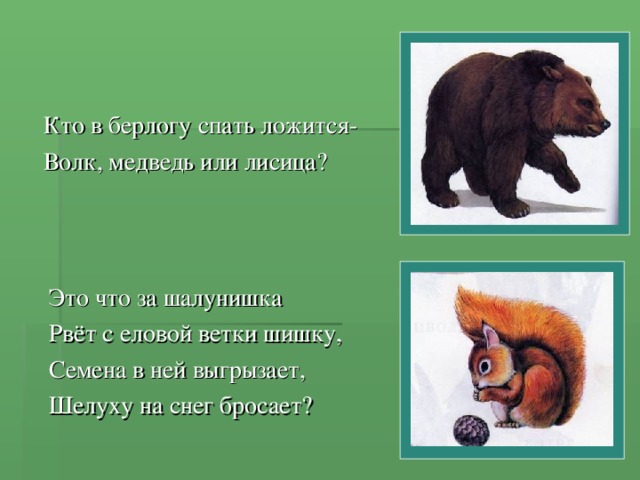 Кто в берлогу спать ложится- Волк, медведь или лисица? Это что за шалунишка Рвёт с еловой ветки шишку, Семена в ней выгрызает, Шелуху на снег бросает?