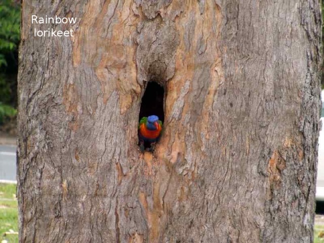 Rainbow lorikeet