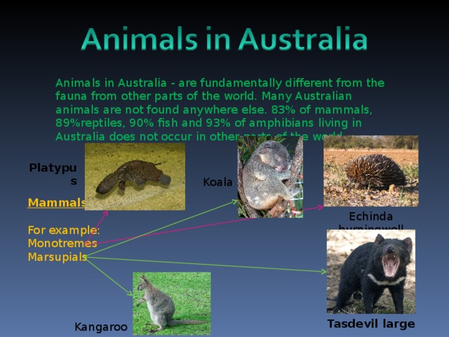 Animals in Australia - are fundamentally different from the fauna from other parts of the world. Many Australian animals are not found anywhere else. 83% of mammals, 89%reptiles, 90% fish and 93% of amphibians living in Australia does not occur in other parts of the world. Platypus  Koala Mammals For example: Monotremes Marsupials Echinda burningwell Tasdevil large  Kangaroo