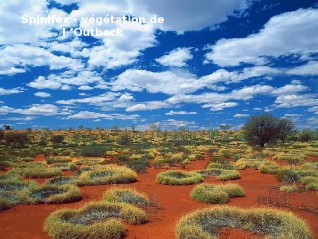 Spinifex - végétation de l ’Outback