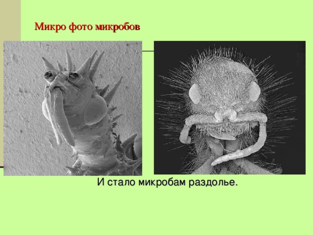 Микро фото микробов    И стало микробам раздолье.