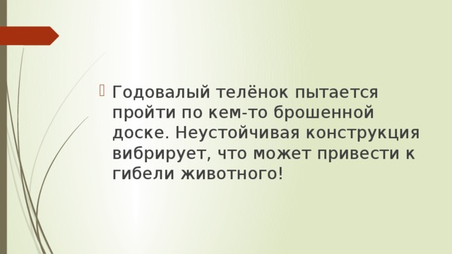 Годовалый телёнок пытается пройти по кем-то брошенной доске. Неустойчивая конструкция вибрирует, что может привести к гибели животного!