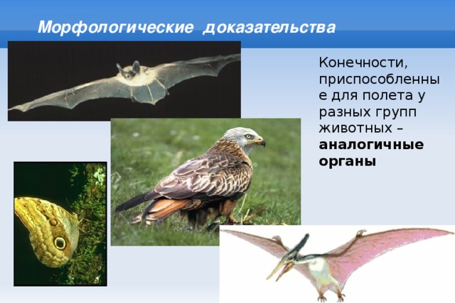Морфологические доказательства Конечности, приспособленные для полета у разных групп животных – аналогичные органы