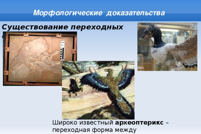 Морфологические доказательства Существование переходных форм Широко известный археоптерикс – переходная форма между пресмыкающимися и птицами