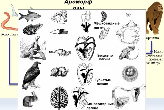 Реферат: Ароморфозы растений и животных (WinWord 98)