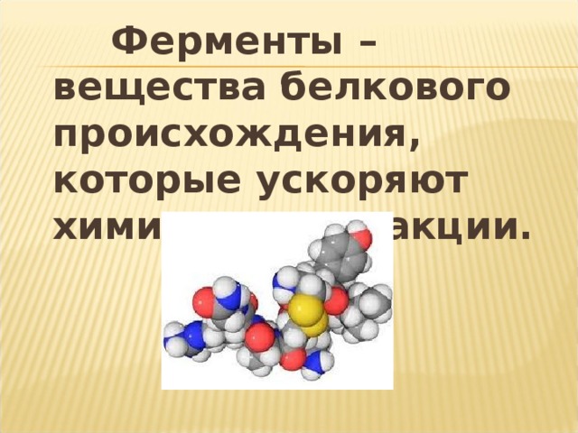 Ферменты – вещества белкового происхождения, которые ускоряют химические реакции.