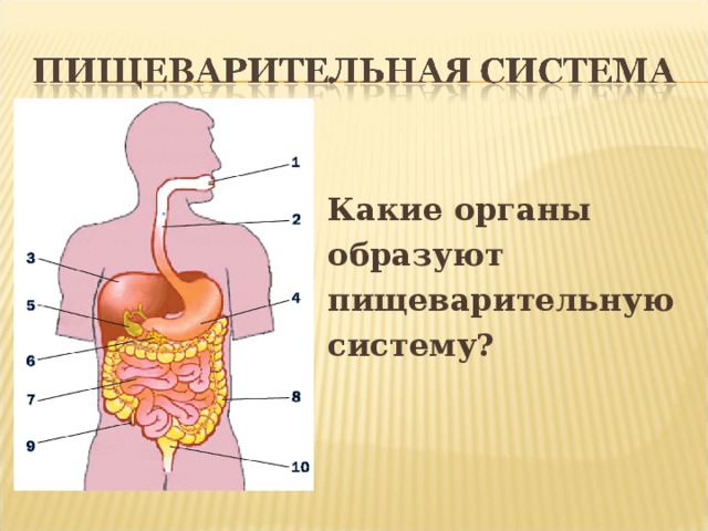 Какие органы образуют пищеварительную систему?