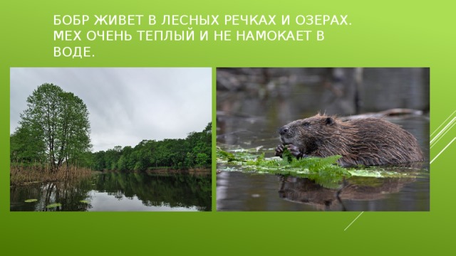 Бобр живет в лесных речках и озерах. Мех очень теплый и не намокает в воде.
