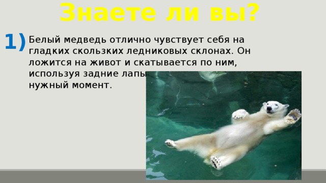 Знаете ли вы? 1) Белый медведь отлично чувствует себя на гладких скользких ледниковых склонах. Он ложится на живот и скатывается по ним, используя задние лапы для тормоза в нужный момент.