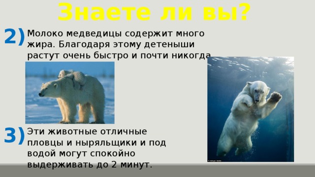 Знаете ли вы? 2) Молоко медведицы содержит много жира. Благодаря этому детеныши растут очень быстро и почти никогда не замерзают. 3) Эти животные отличные пловцы и ныряльщики и под водой могут спокойно выдерживать до 2 минут.