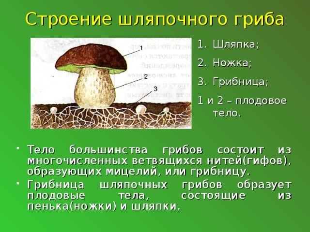 Строение шляпочного гриба Шляпка; Ножка; Грибница; 1 и 2 – плодовое тело.