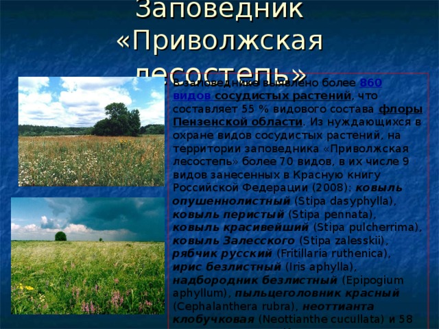 Заповедник «Приволжская лесостепь» В заповеднике выявлено более 860 видов сосудистых растений , что составляет 55 % видового состава флоры Пензенской области . Из нуждающихся в охране видов сосудистых растений, на территории заповедника «Приволжская лесостепь» более 70 видов, в их числе 9 видов занесенных в Красную книгу Российской Федерации (2008): ковыль опушеннолистный (Stipa dasyphylla), ковыль перистый (Stipa pennata), ковыль красивейший (Stipa pulcherrima), ковыль Залесского (Stipa zalesskii), рябчик русский (Fritillaria ruthenica), ирис безлистный (Iris aphylla), надбородник безлистный (Epipogium aphyllum), пыльцеголовник красный (Cephalanthera rubra), неоттианта клобучковая (Neottianthe cucullata) и 58 видов включены в Красную книгу Пензенской области (2002).