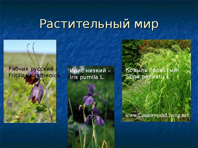 Растительный мир Рябчик русский – Fritillaria ruthenica  Ковыль перистый- Stipa pennatu L. Ирис низкий – Iris pumila L.