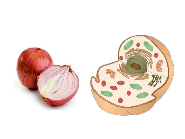 Пияз – Onion – Лук