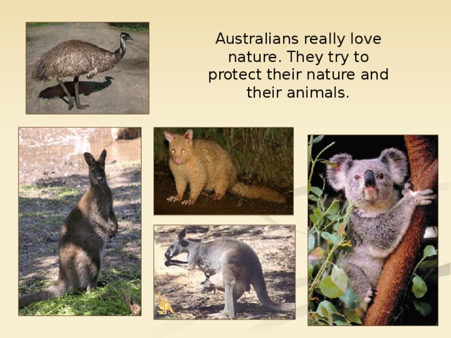 Australians really love nature. They try to protect their nature and their animals.