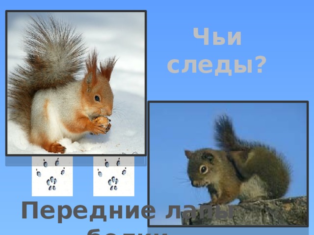 Чьи следы? Передние лапы белки