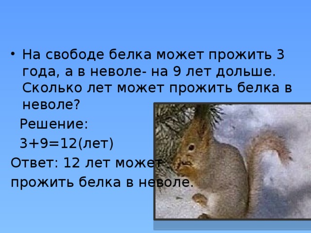 На свободе белка может прожить 3 года, а в неволе- на 9 лет дольше. Сколько лет может прожить белка в неволе?