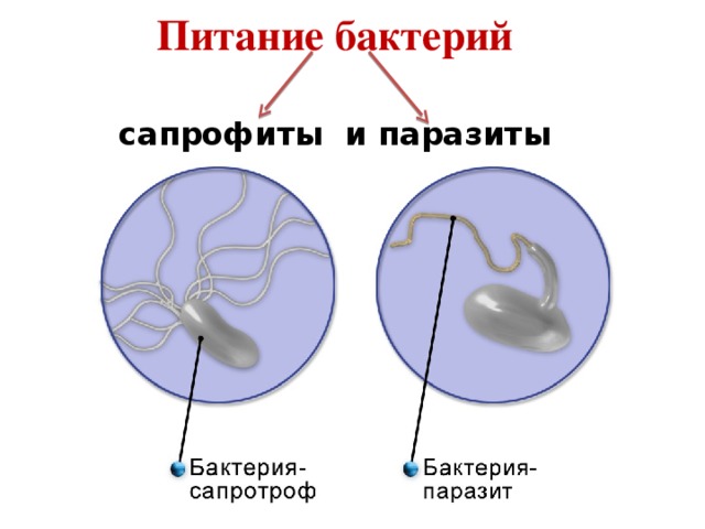 Питание бактерий  сапрофиты и паразиты