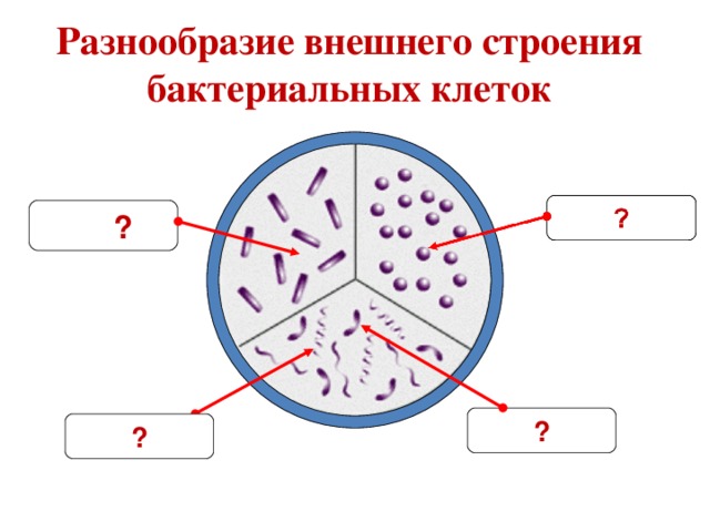 Разнообразие внешнего строения бактериальных клеток ?? ? ? ? 4