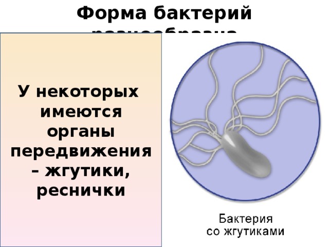 Форма бактерий разнообразна У некоторых имеются органы передвижения – жгутики, реснички