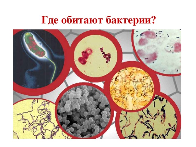 Где обитают бактерии?
