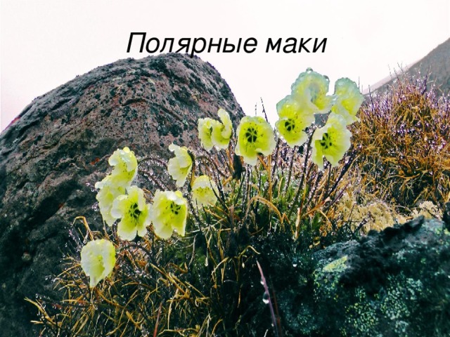 Полярные маки