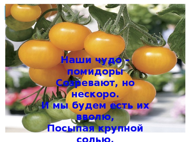 Наши чудо – помидоры  Созревают, но нескоро.  И мы будем есть их вволю,  Посыпая крупной солью.  Угощать друзей, подруг.  Помидор - наш лучший друг!