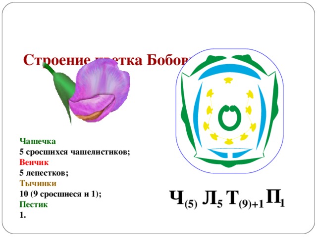 Строение цветка Бобовых Чашечка 5 сросшихся чашелистиков; Венчик 5 лепестков; Тычинки 10 (9 сросшиеся и 1); Пестик 1. П Л Т Ч 1 5 (9)+1 (5)