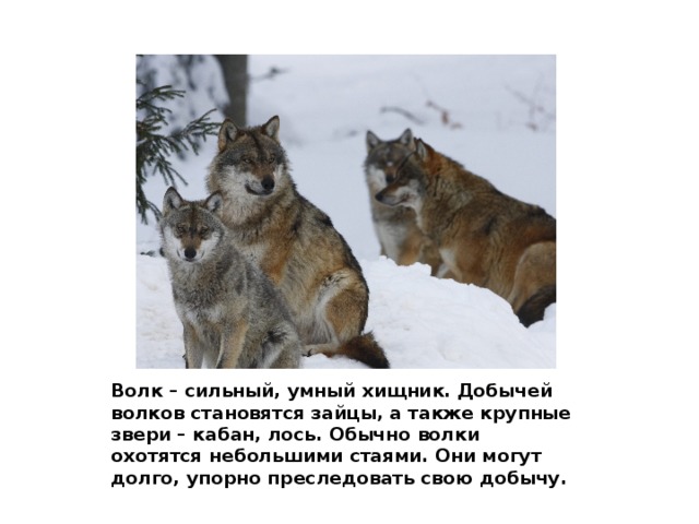 Волк – сильный, умный хищник. Добычей волков становятся зайцы, а также крупные звери – кабан, лось. Обычно волки охотятся небольшими стаями. Они могут долго, упорно преследовать свою добычу.