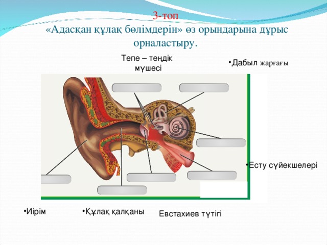 3-топ  «Адасқан құлақ бөлімдерін» өз орындарына дұрыс орналастыру.   Тепе – теңдік мүшесі Дабыл жарғағы Есту сүйекшелері Құлақ қалқаны Иірім Евстахиев түтігі