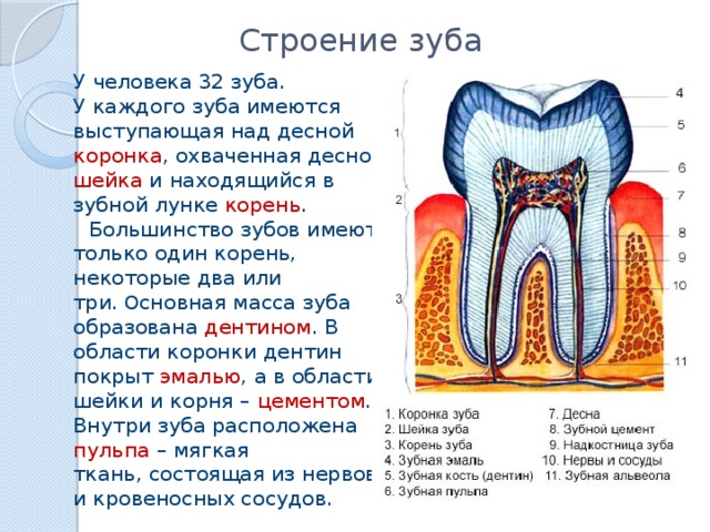 Прочность зуба. Строение зуба человека надкостница. Надкостница зуба строение. Строение зуба коронка шейка корень. Строение человеческого зуба.