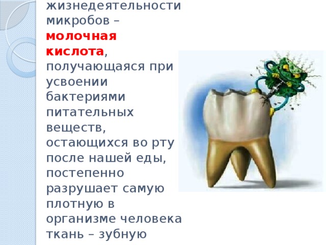 Один из продуктов жизнедеятельности микробов – молочная кислота , получающаяся при усвоении бактериями питательных веществ, остающихся во рту после нашей еды, постепенно разрушает самую плотную в организме человека ткань – зубную эмаль.