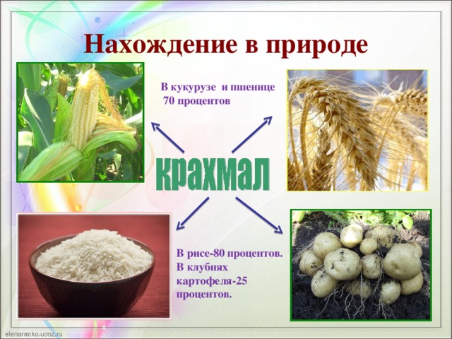 Нахождение в природе В кукурузе и пшенице 70 процентов В рисе-80 процентов. В клубнях картофеля-25 процентов.