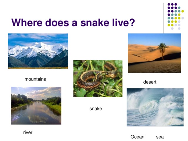 Where does a snake live?  mountains  desert  snake  river  Ocean sea