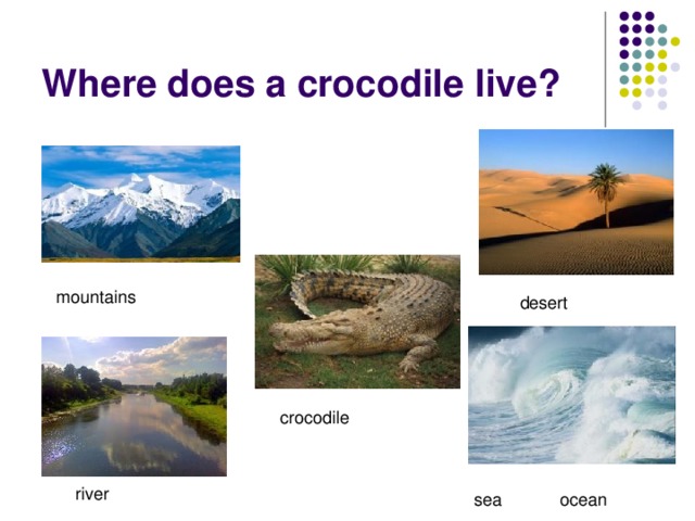 Where does a crocodile live?  mountains  desert  crocodile  river  sea ocean