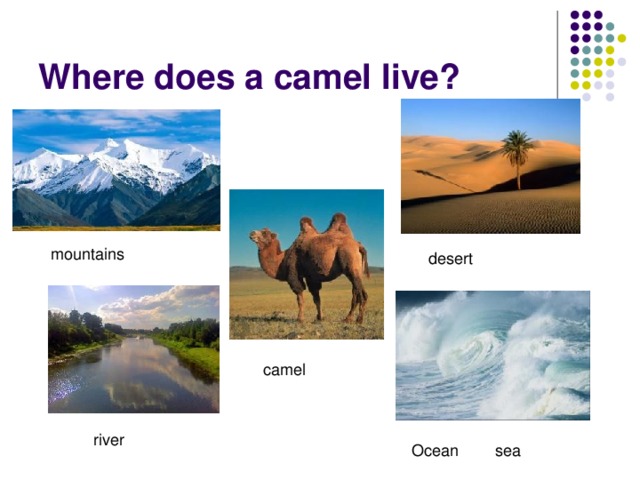 Where does a camel live?  mountains  desert  camel  river Ocean sea