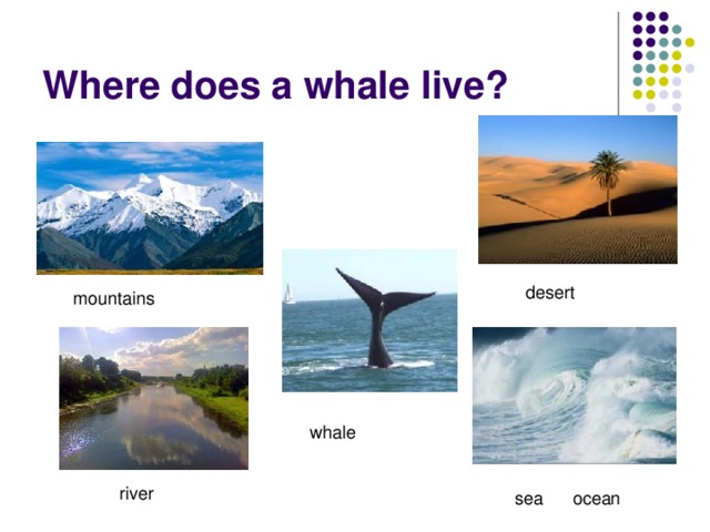 Where does a whale live?  desert  mountains  whale  river  sea ocean