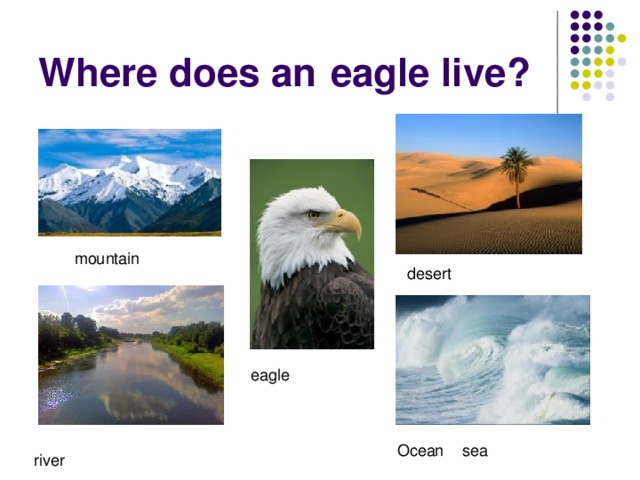 Where does an  eagle live? mountain desert eagle Ocean sea river