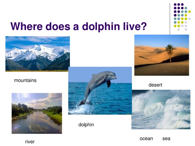 Where does a dolphin live?  mountains  desert  dolphin  ocean sea  river