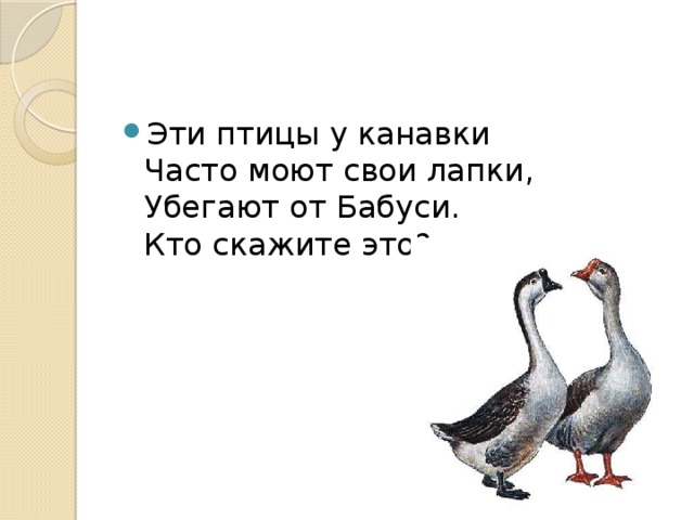 Эти птицы у канавки  Часто моют свои лапки,  Убегают от Бабуси.  Кто скажите это?