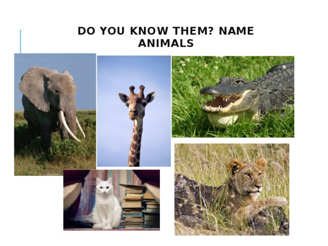 Do you know them? Name animals