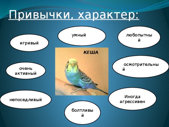 Привычки, характер: любопытный умный умнумнуый игривый КЕША   осмотрительный очень активный Иногда агрессивен непоседливый болтливый