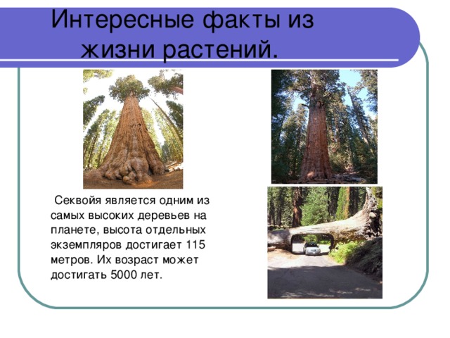 Интересные факты из жизни растений.   Секвойя является одним из самых высоких деревьев на планете, высота отдельных экземпляров достигает 115 метров. Их возраст может достигать 5000 лет.