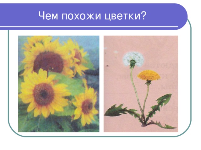 Чем похожи цветки?