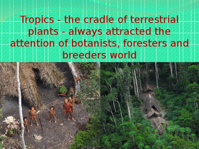 Tropics - the cradle of terrestrial plants - always attracted the attention of botanists, foresters and breeders world
