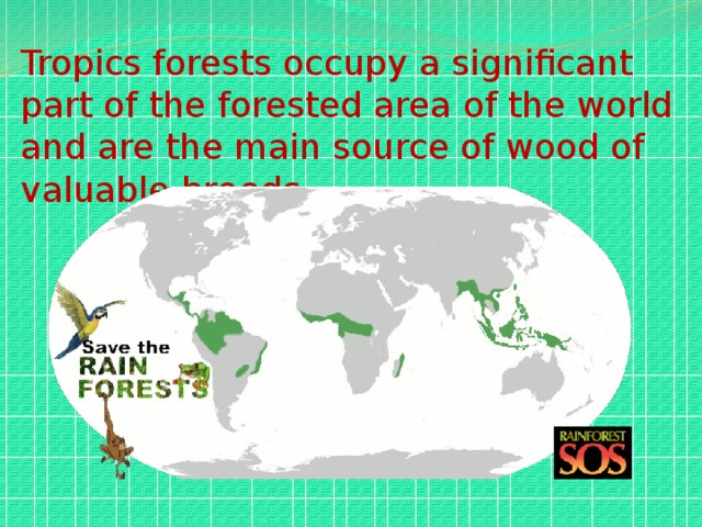 Tropics forests occupy a significant part of the forested area of the world and are the main source of wood of valuable breeds.