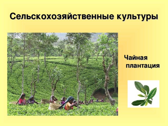 Сельскохозяйственные культуры Чайная  плантация