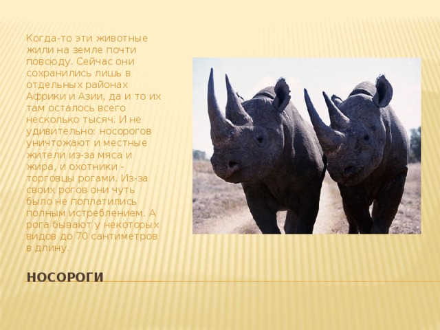 Когда-то эти животные жили на земле почти повсюду. Сейчас они сохранились лишь в отдельных районах Африки и Азии, да и то их там осталось всего несколько тысяч. И не удивительно: носорогов уничтожают и местные жители из-за мяса и жира, и охотники - торговцы рогами. Из-за своих рогов они чуть было не поплатились полным истреблением. А рога бывают у некоторых видов до 70 сантиметров в длину. носороги
